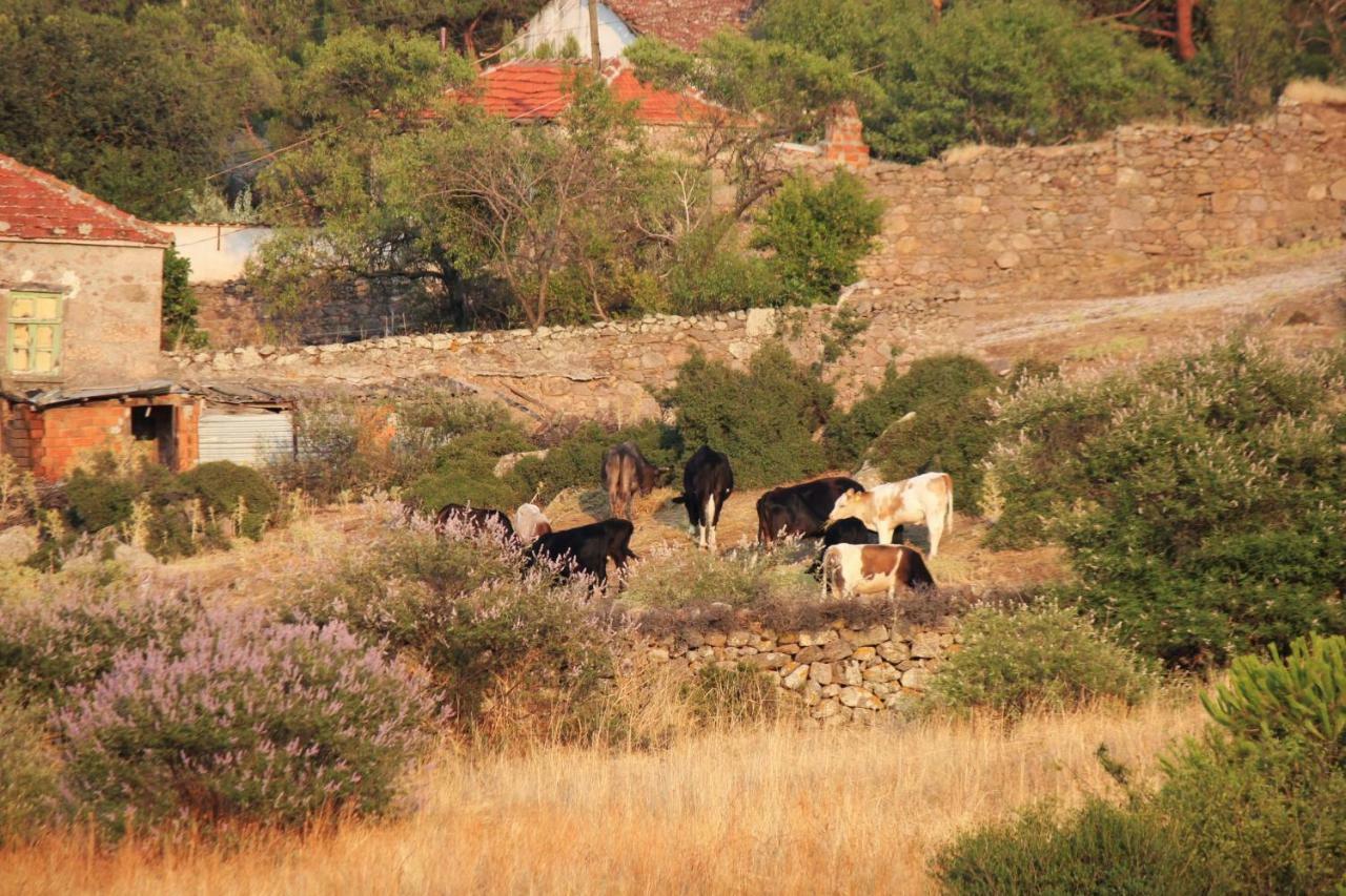 Alterna Koey Evi Guest House Ayvacik Eksteriør bilde